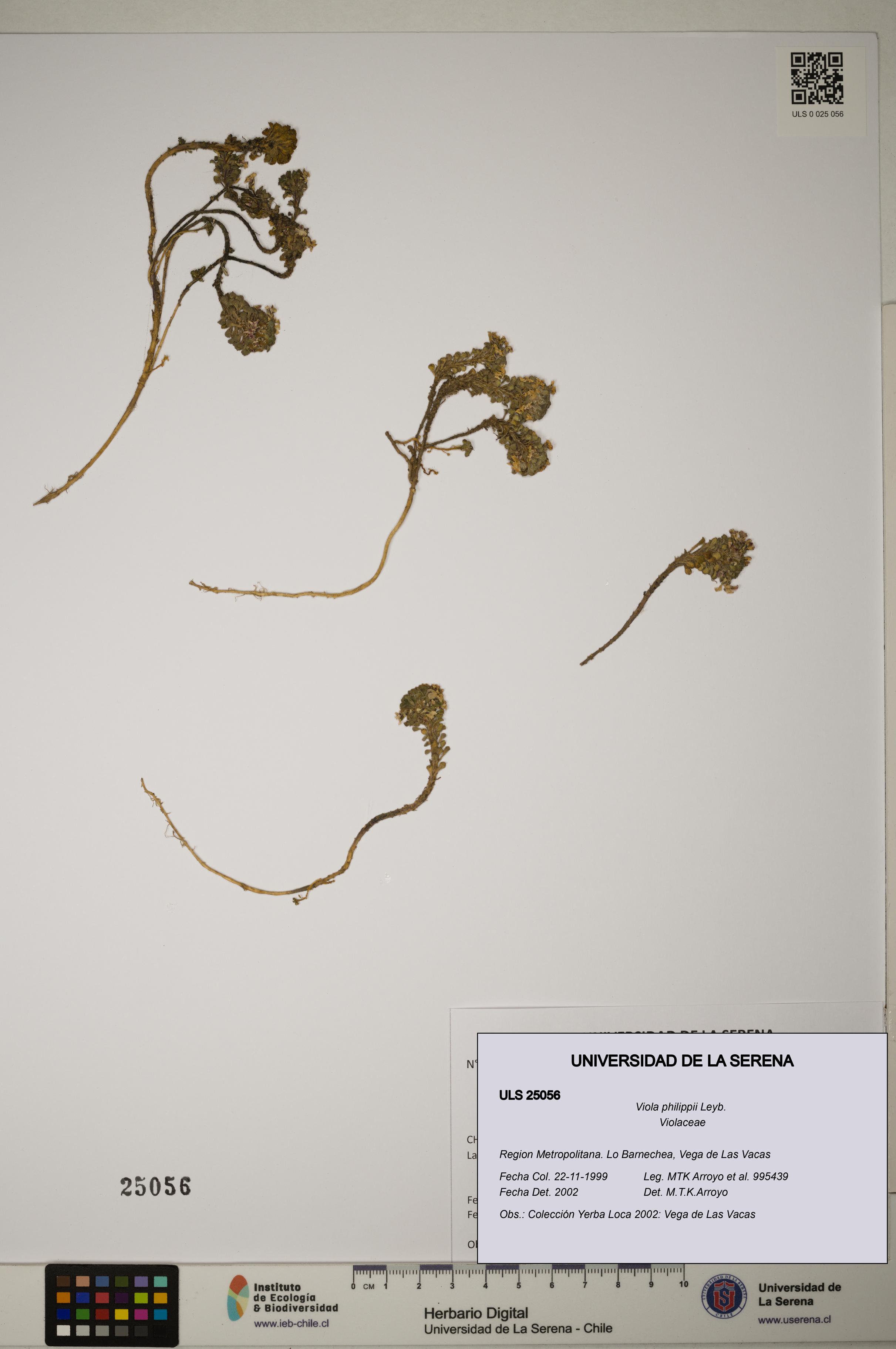 Viola philippii [Espécimen: ]