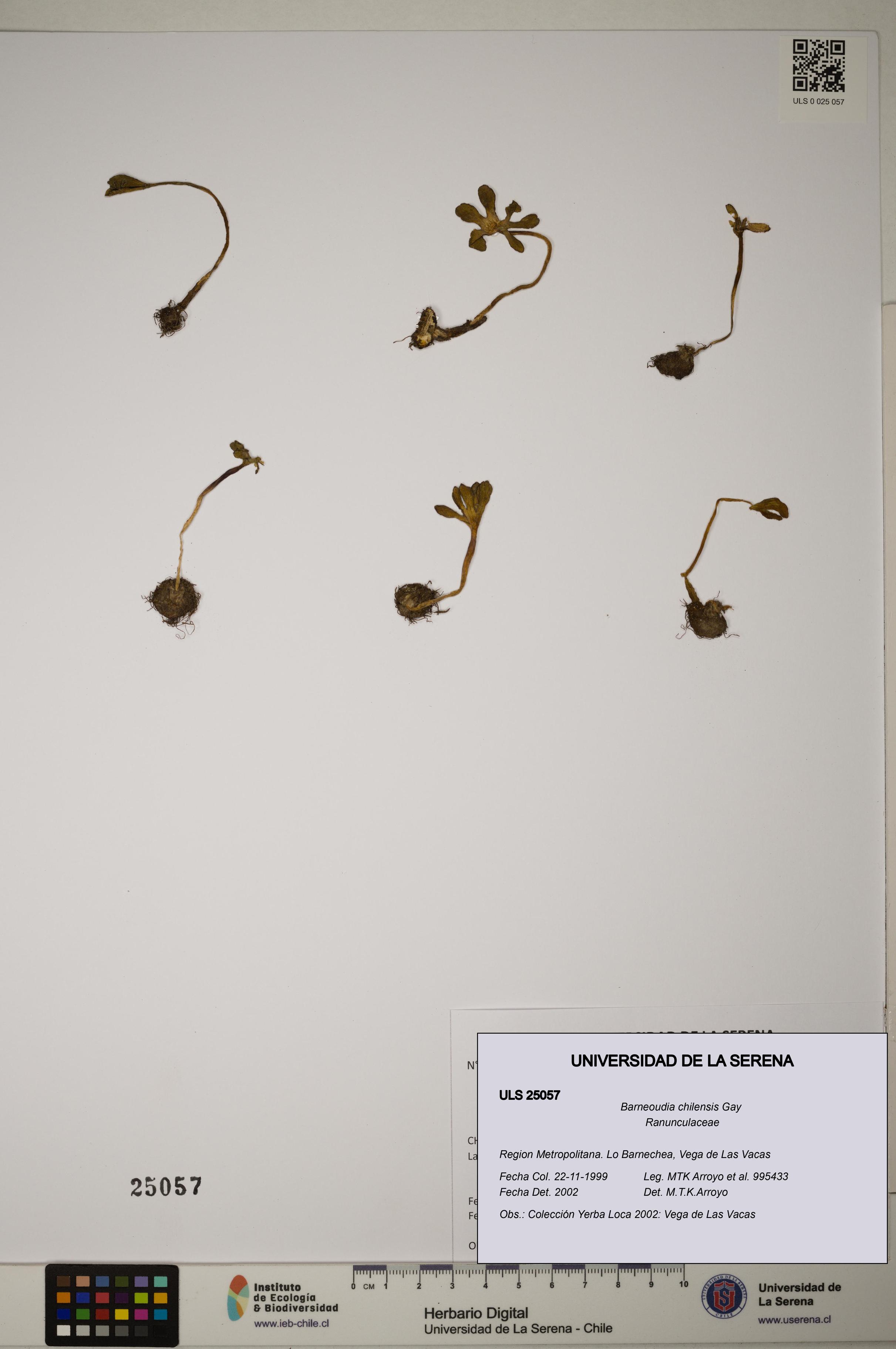 Barneoudia chilensis [Espécimen: ]