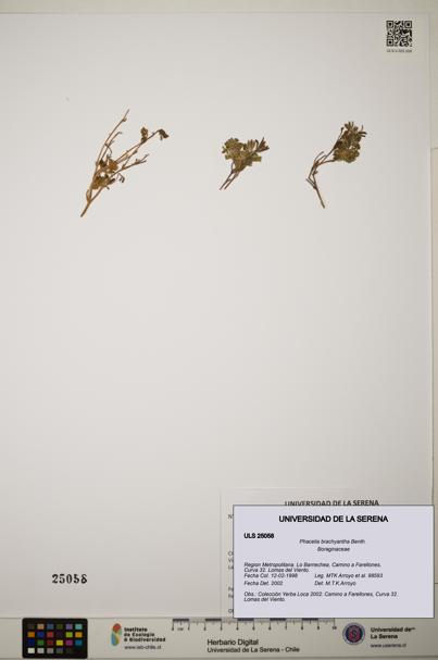 Phacelia brachyantha [Espécimen: ]