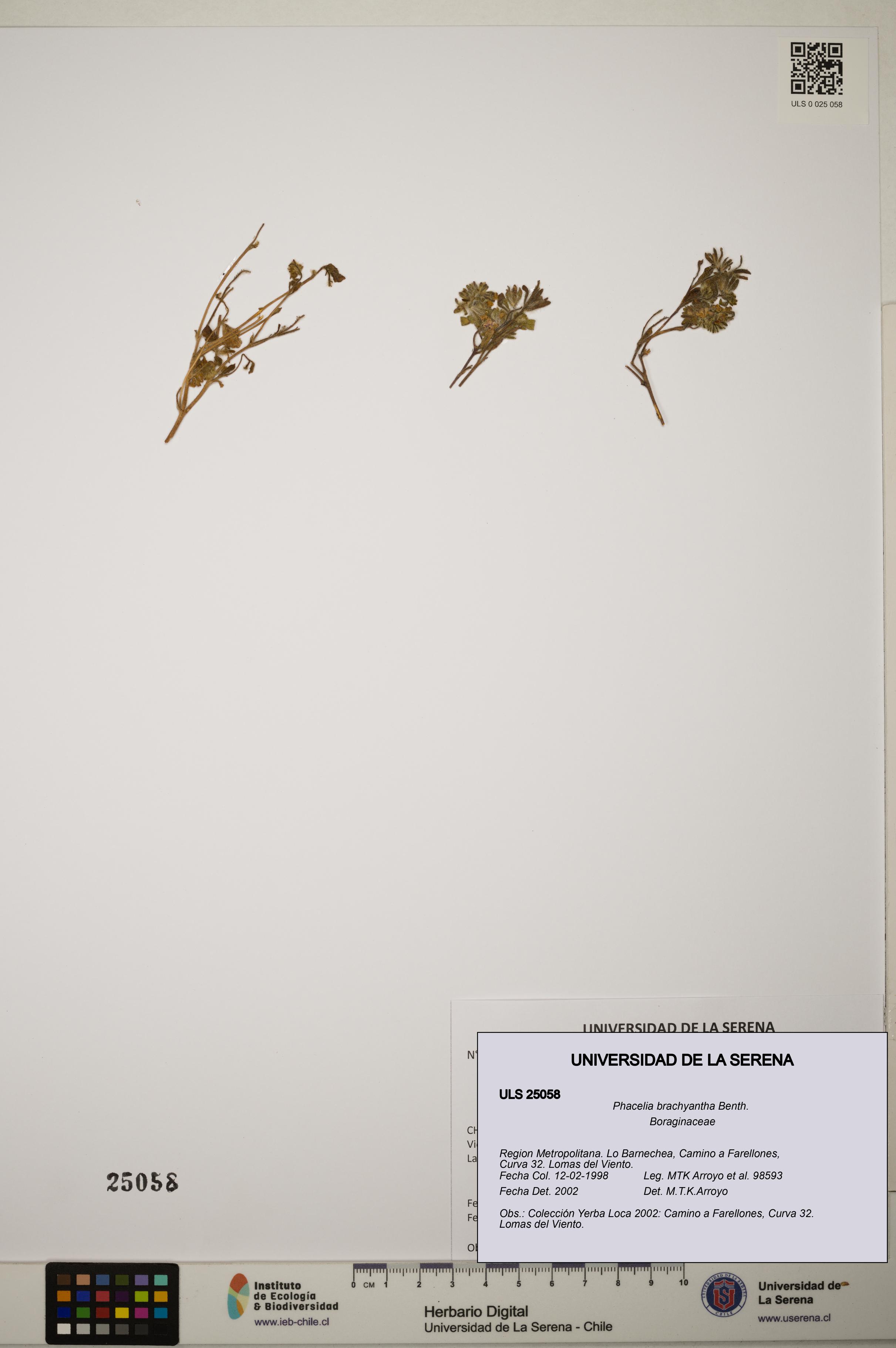 Phacelia brachyantha [Espécimen: ]