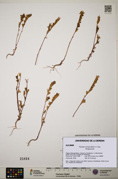Phacelia cumingii [Espécimen: ]