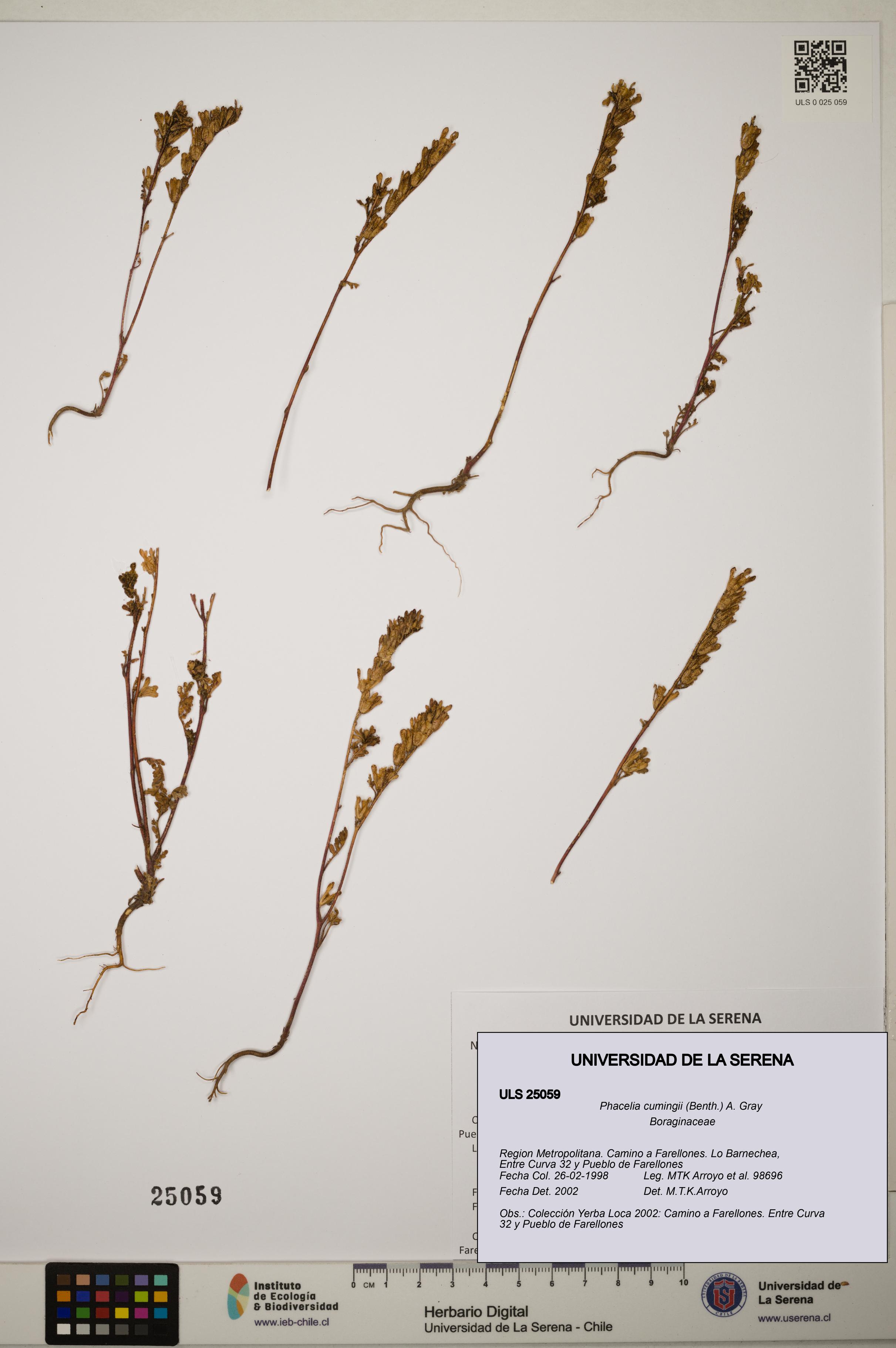 Phacelia cumingii [Espécimen: ]