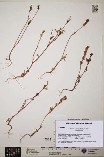 Phacelia cumingii [Espécimen: ]