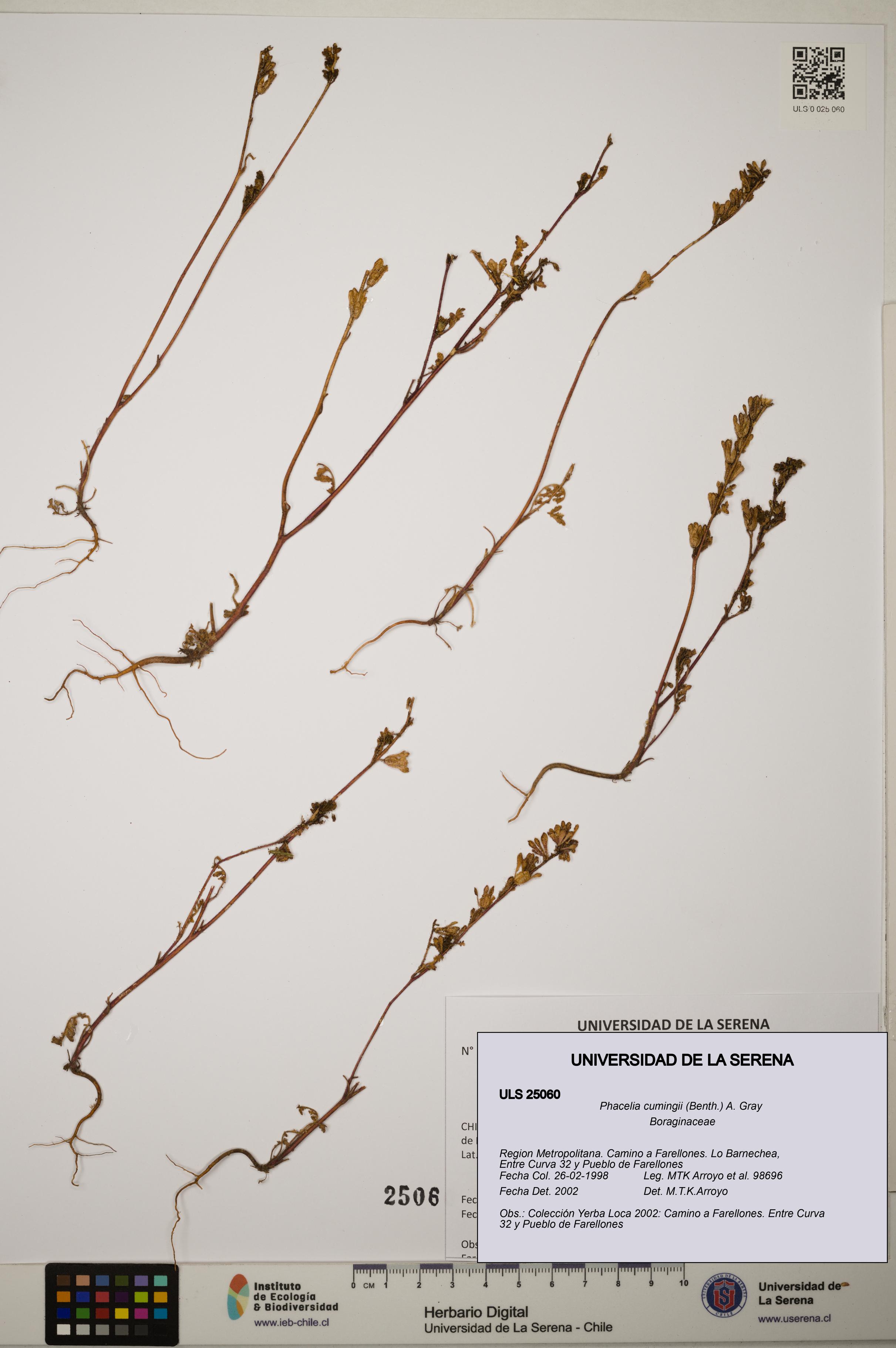 Phacelia cumingii [Espécimen: ]