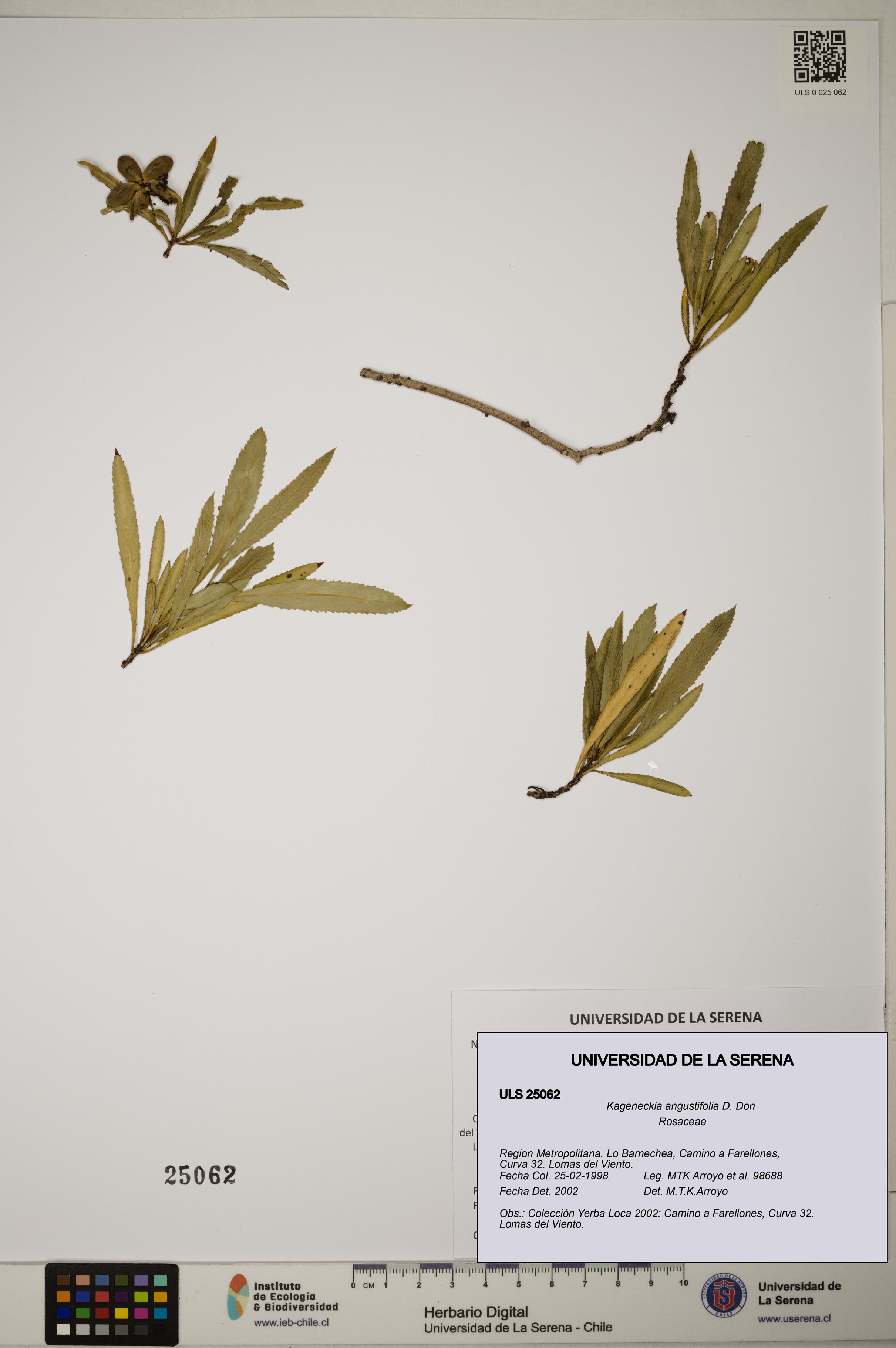 Kageneckia angustifolia [Espécimen: ]