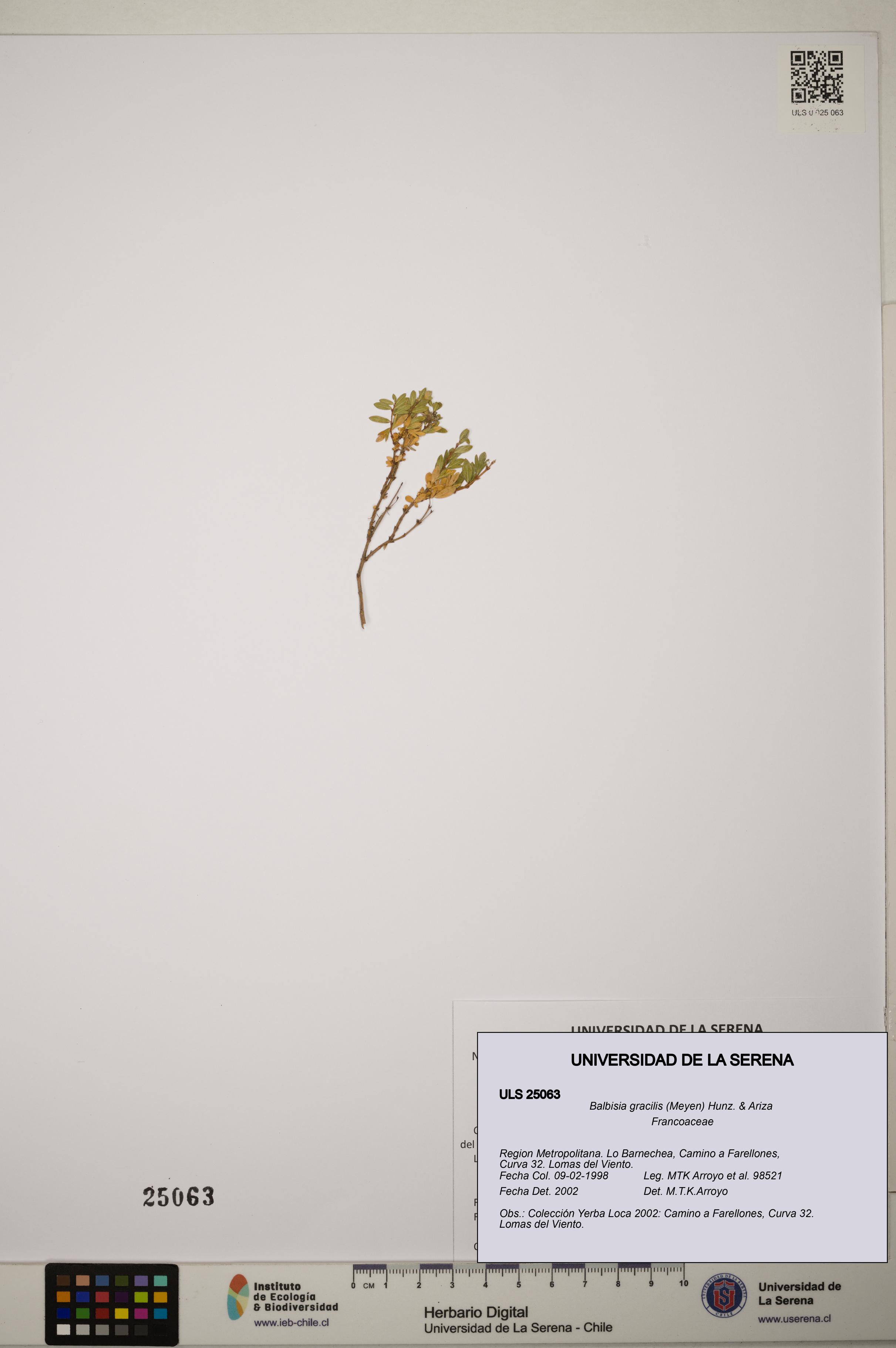 Balbisia gracilis [Espécimen: ]