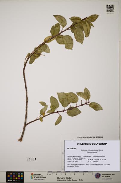 Aristotelia chilensis [Espécimen: ]