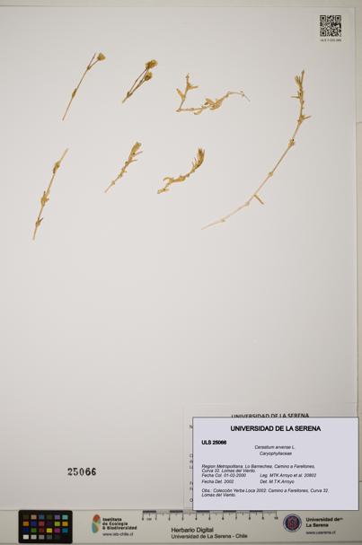 Cerastium arvense [Espécimen: ]