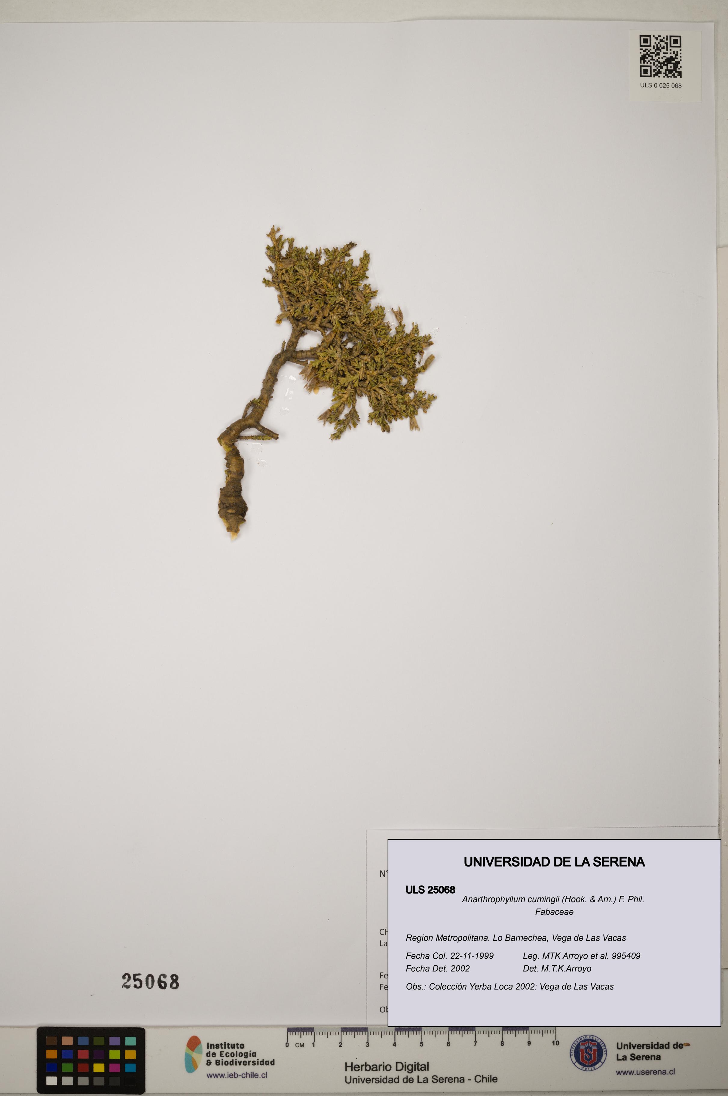Anarthrophyllum cumingii [Espécimen: ]