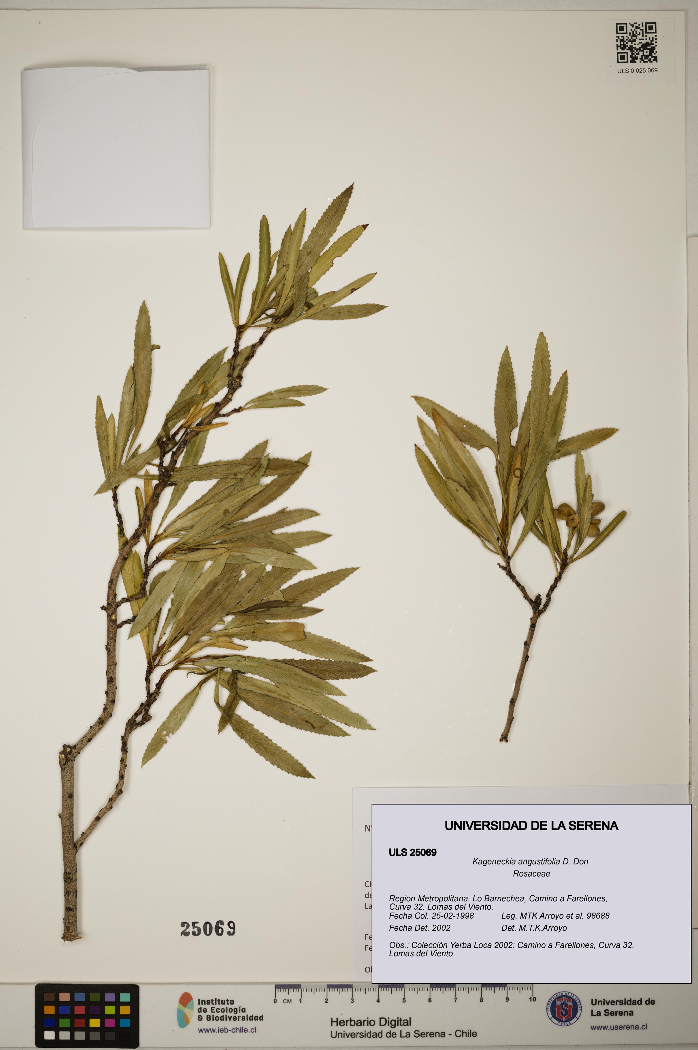 Kageneckia angustifolia [Espécimen: ]