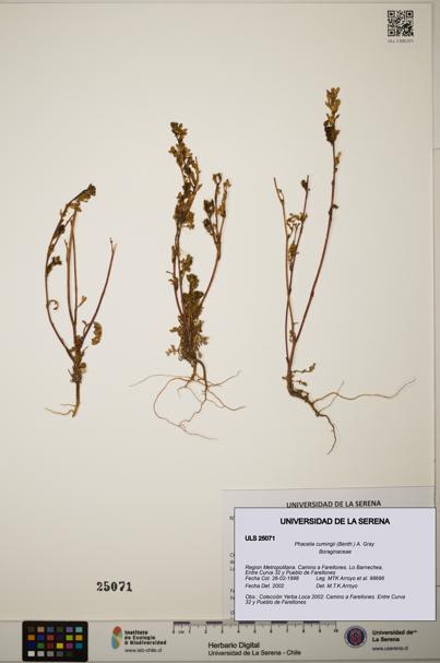 Phacelia cumingii [Espécimen: ]
