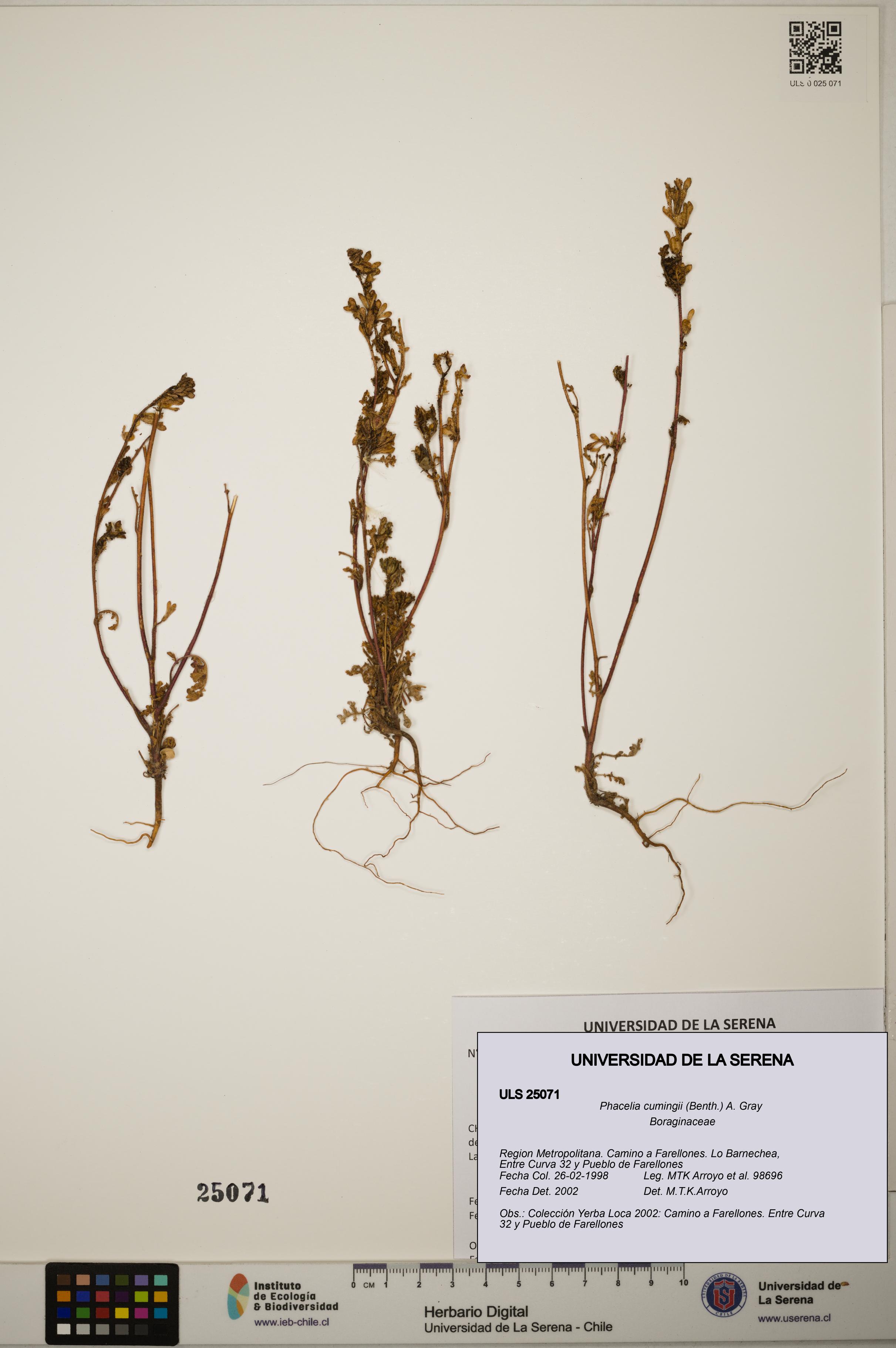 Phacelia cumingii [Espécimen: ]