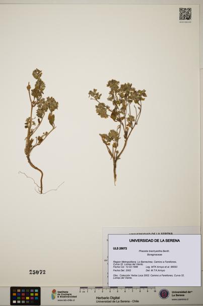 Phacelia brachyantha [Espécimen: ]