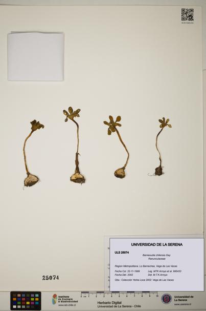 Barneoudia chilensis [Espécimen: ]