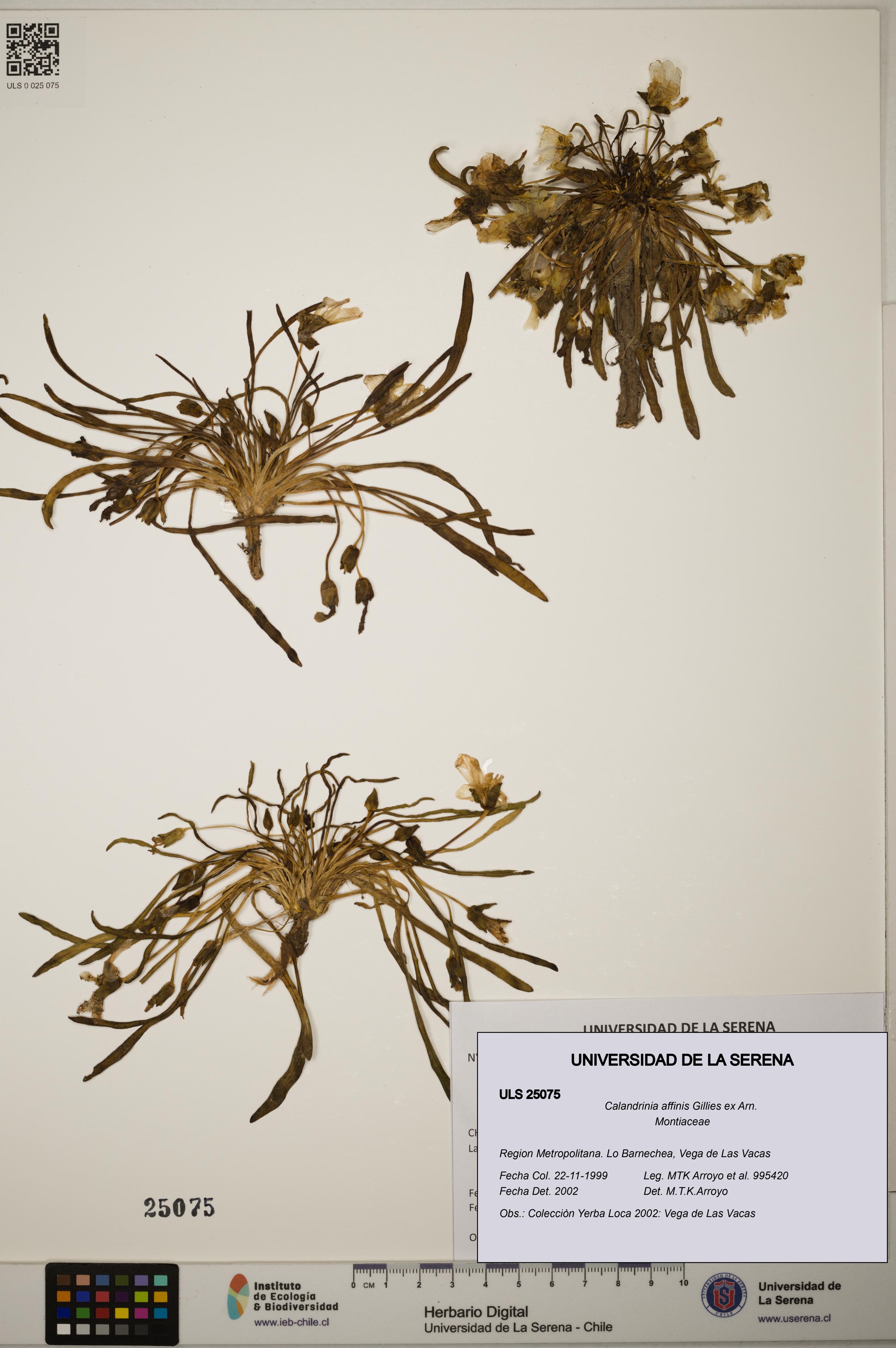 Calandrinia affinis [Espécimen: ]