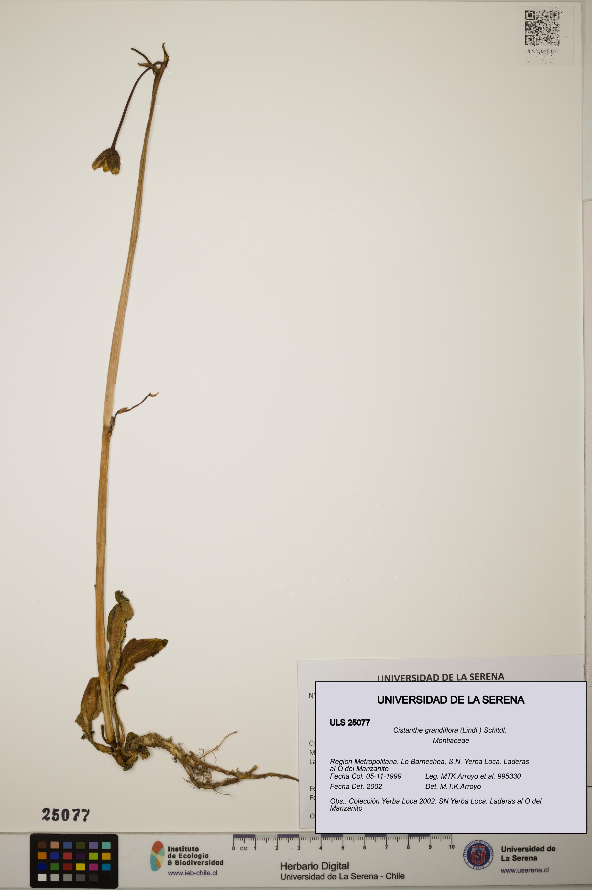 Cistanthe grandiflora [Espécimen: ]
