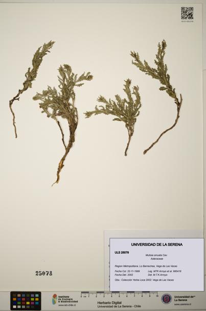 Mutisia sinuata [Espécimen: ]