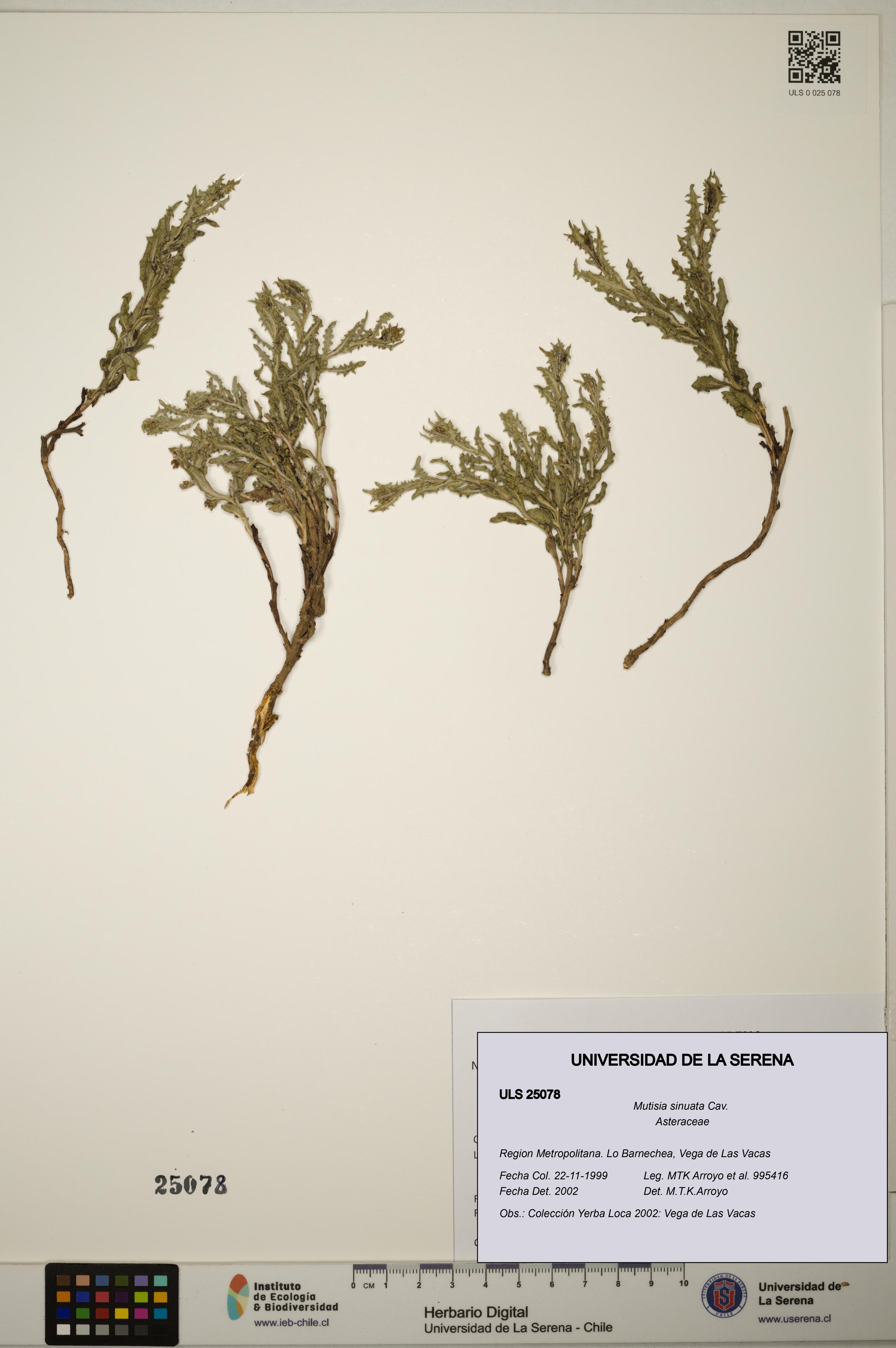 Mutisia sinuata [Espécimen: ]