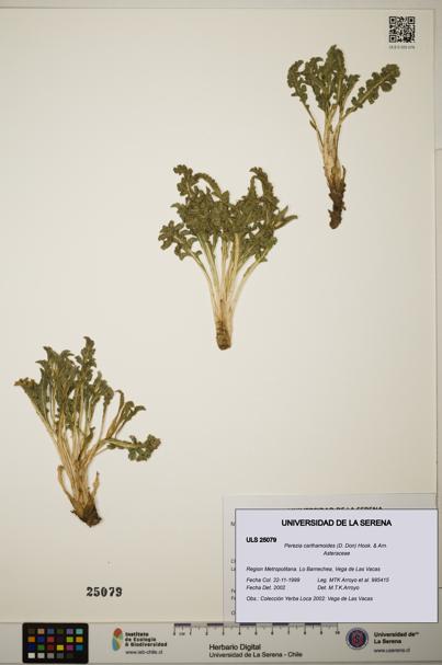 Perezia carthamoides [Espécimen: ]