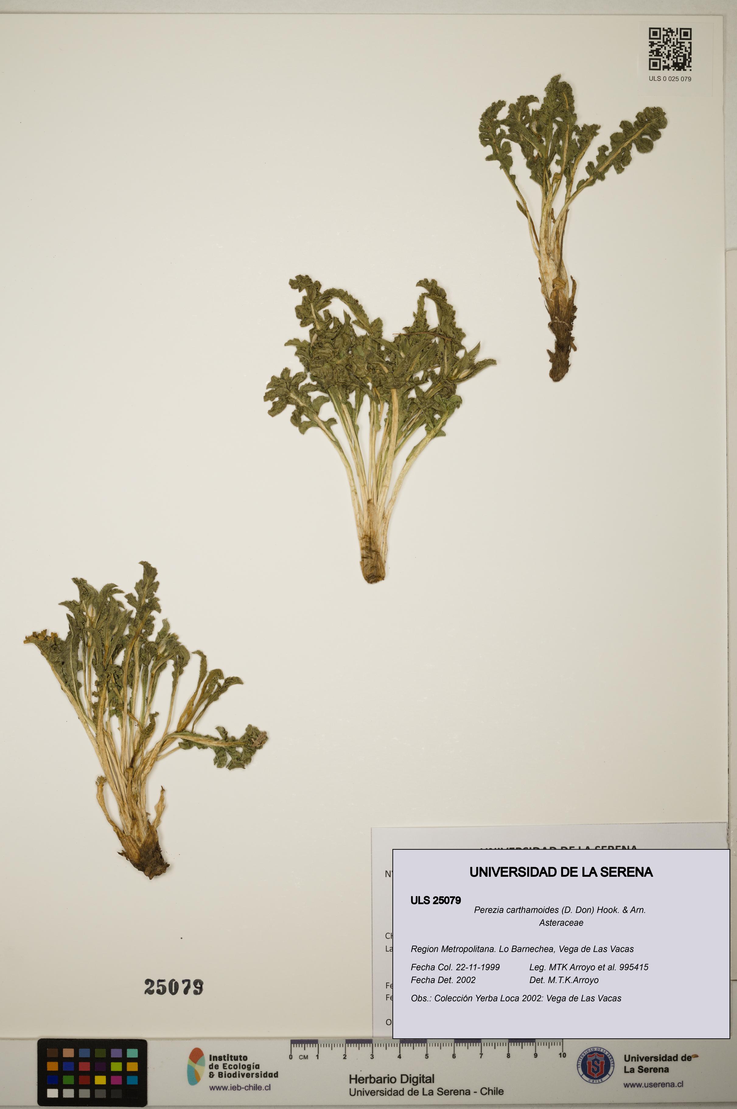 Perezia carthamoides [Espécimen: ]