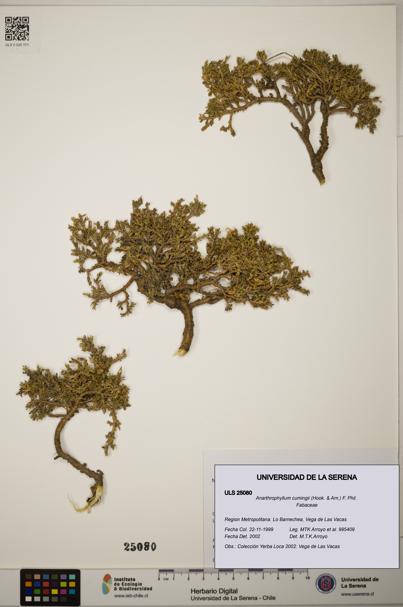 Anarthrophyllum cumingii [Espécimen: ]