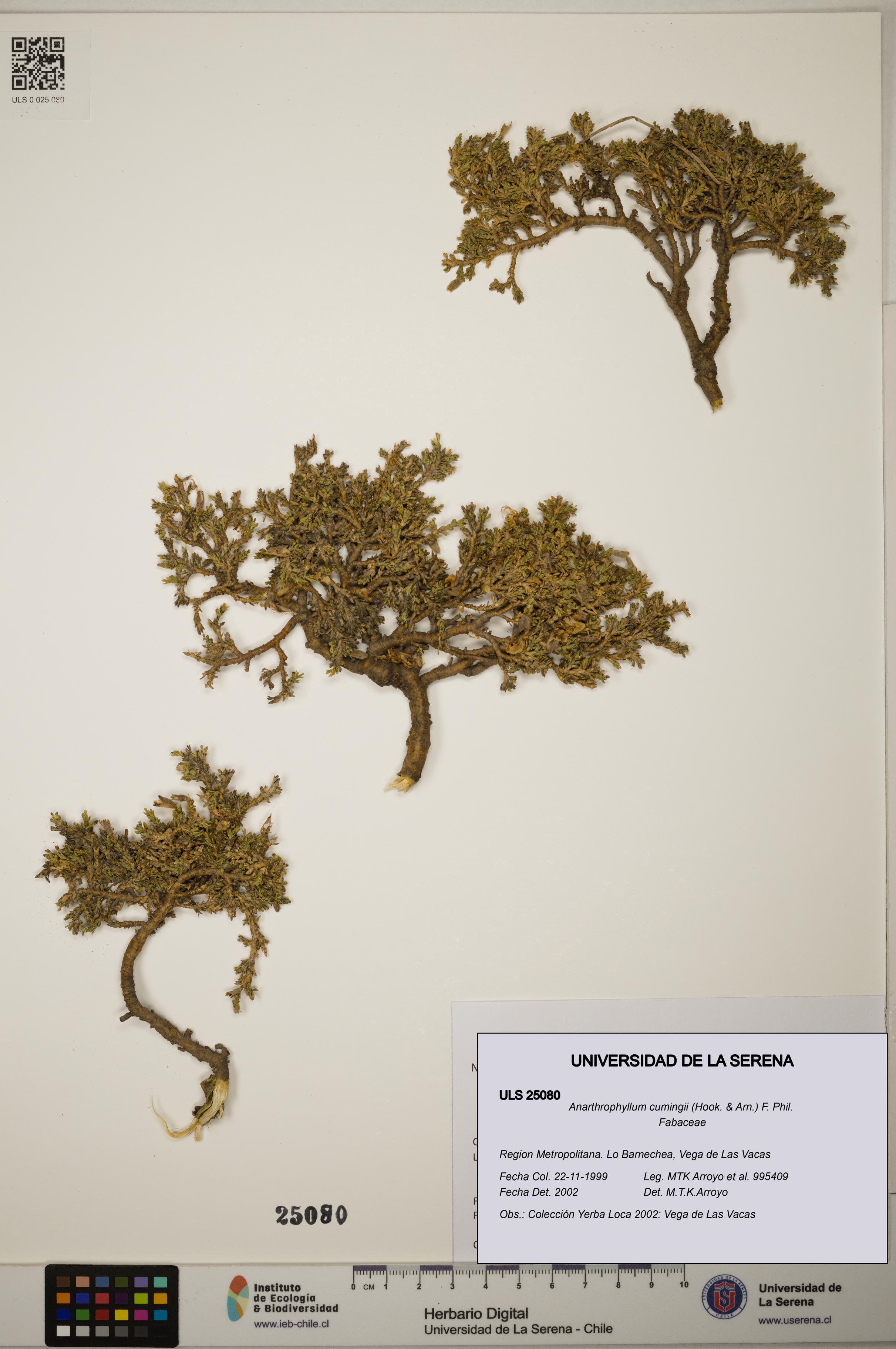 Anarthrophyllum cumingii [Espécimen: ]