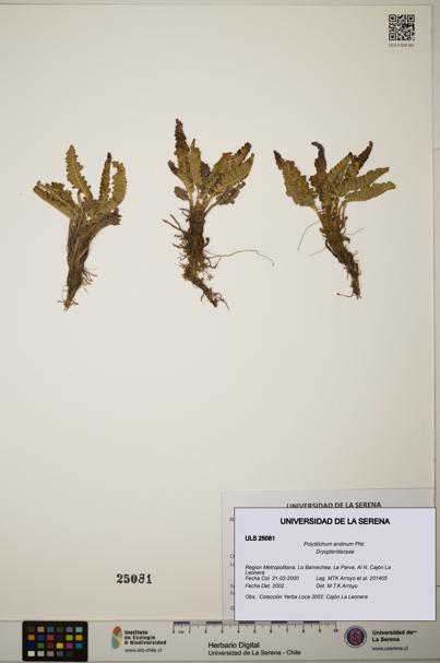 Polystichum andinum [Espécimen: ]