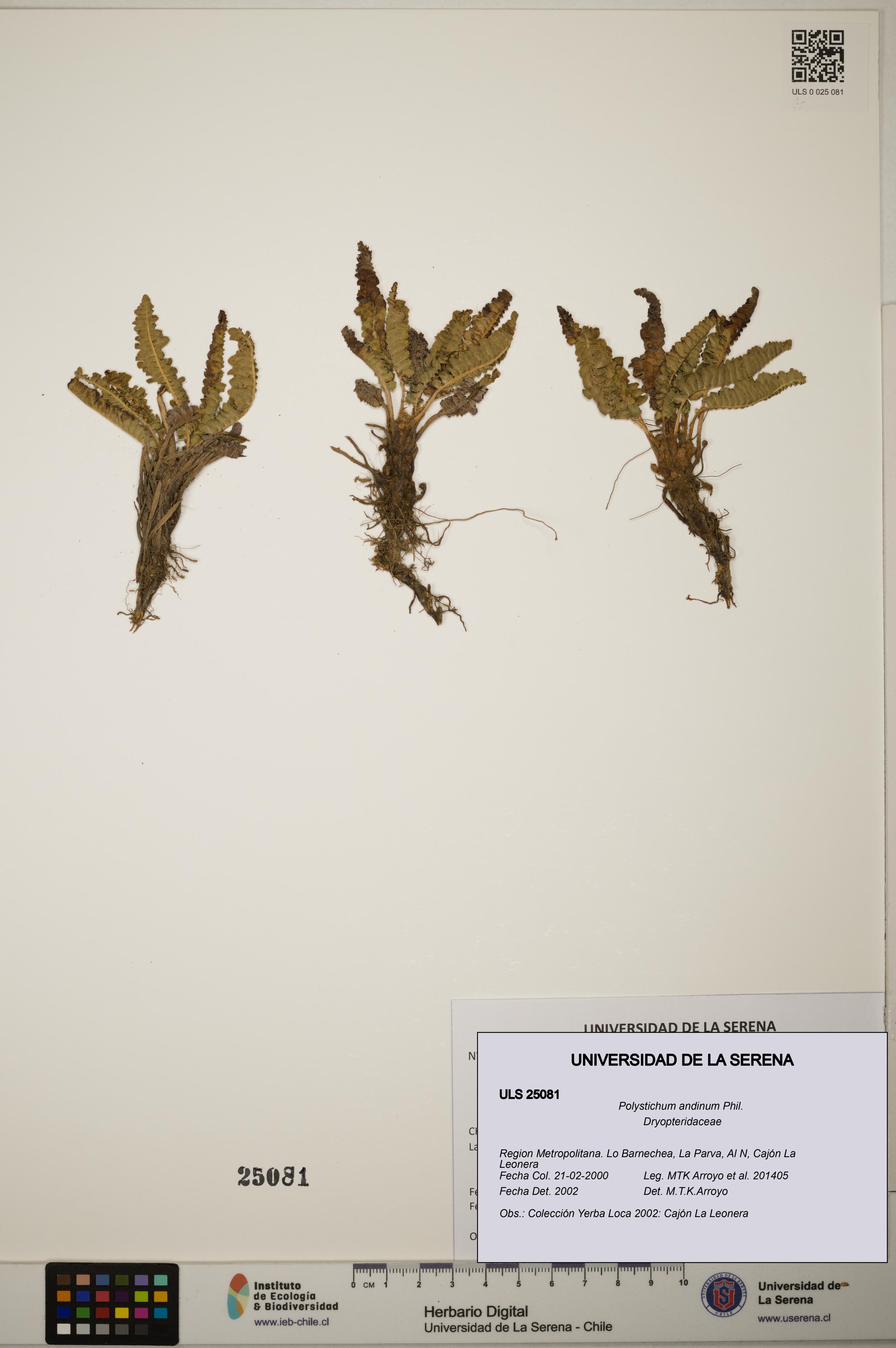 Polystichum andinum [Espécimen: ]