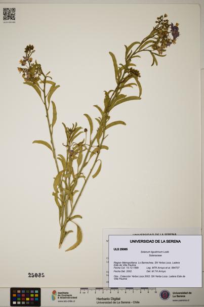 Solanum ligustrinum [Espécimen: ]