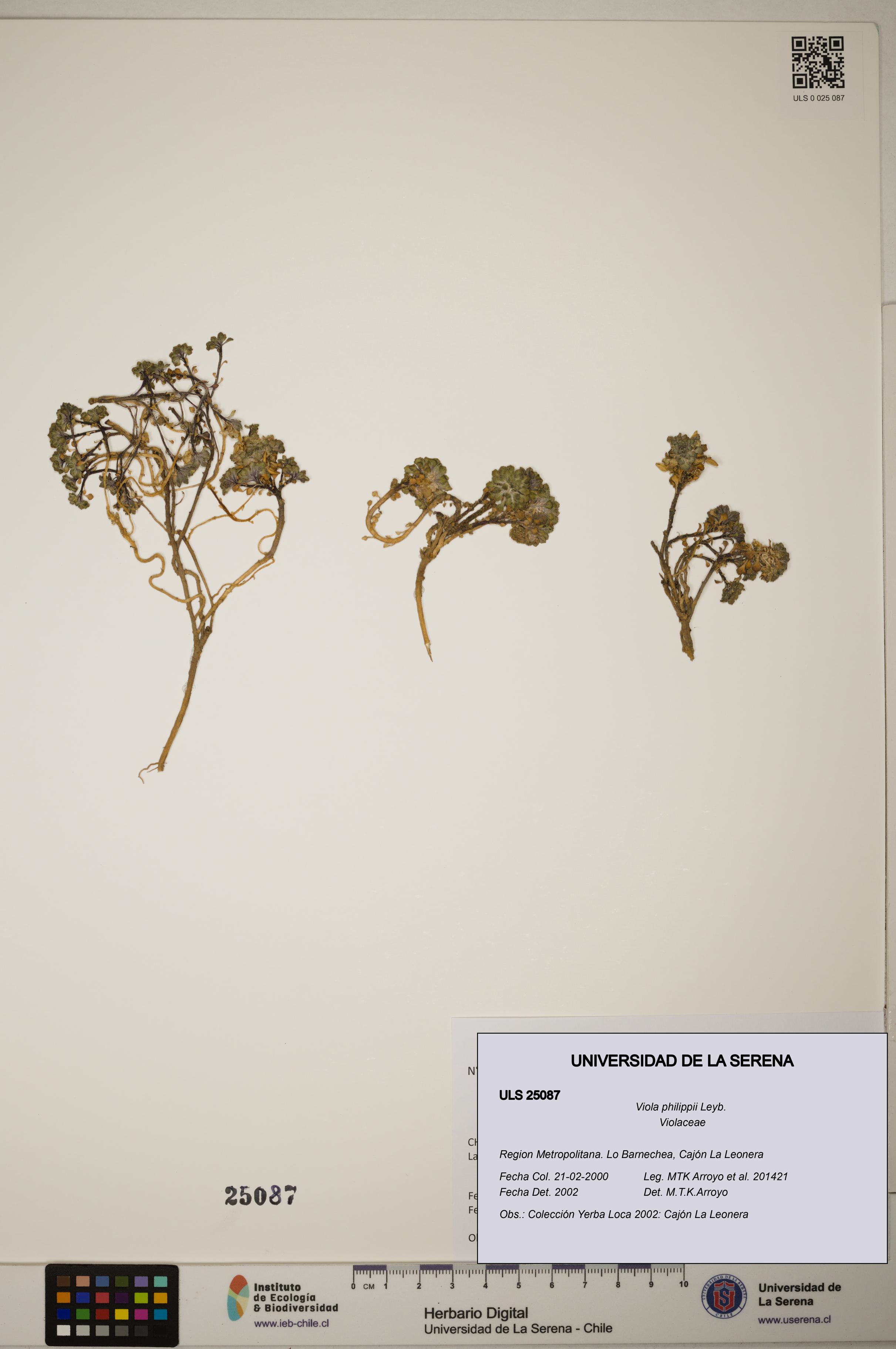 Viola philippii [Espécimen: ]