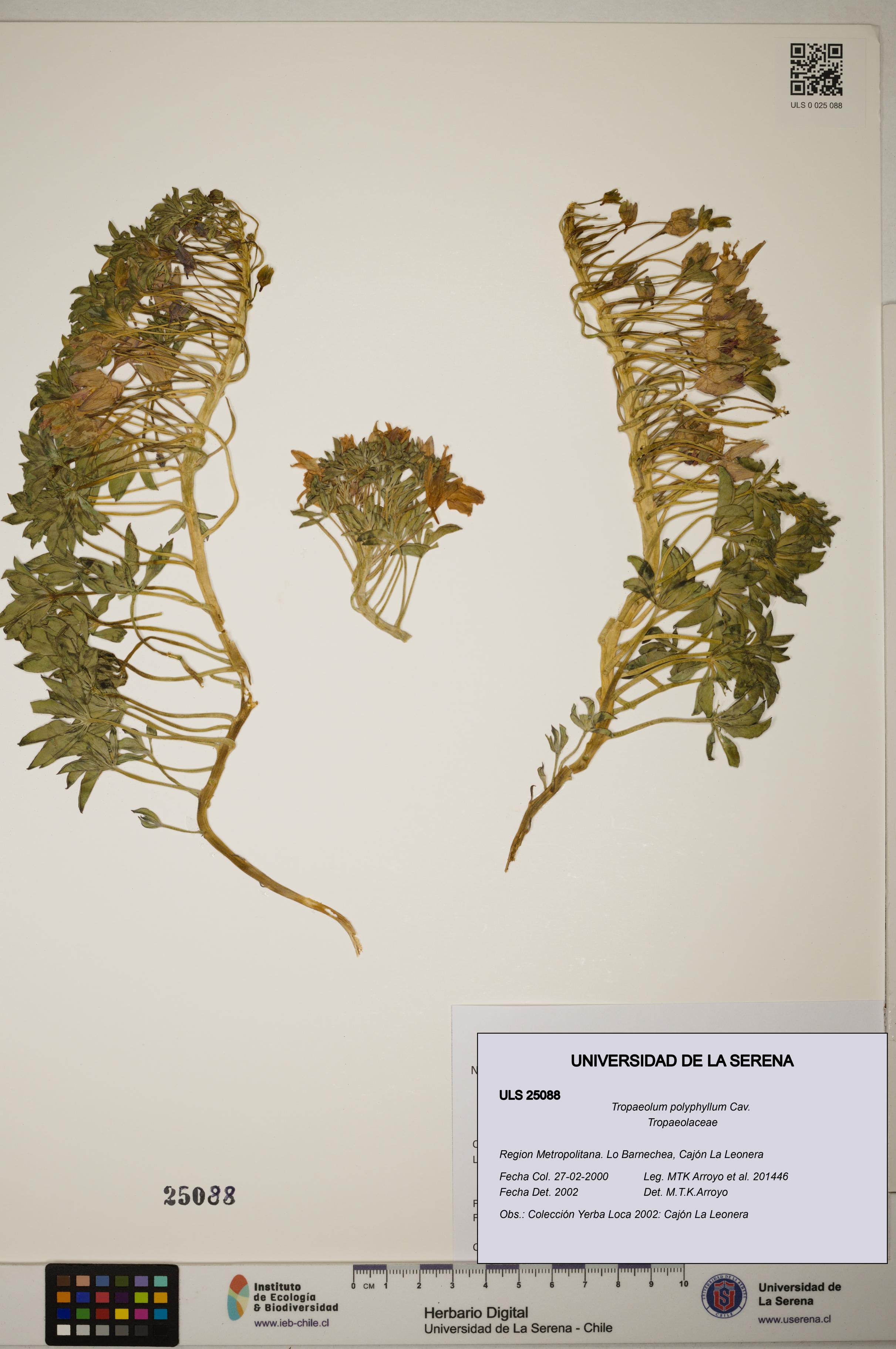Tropaeolum polyphyllum [Espécimen: ]