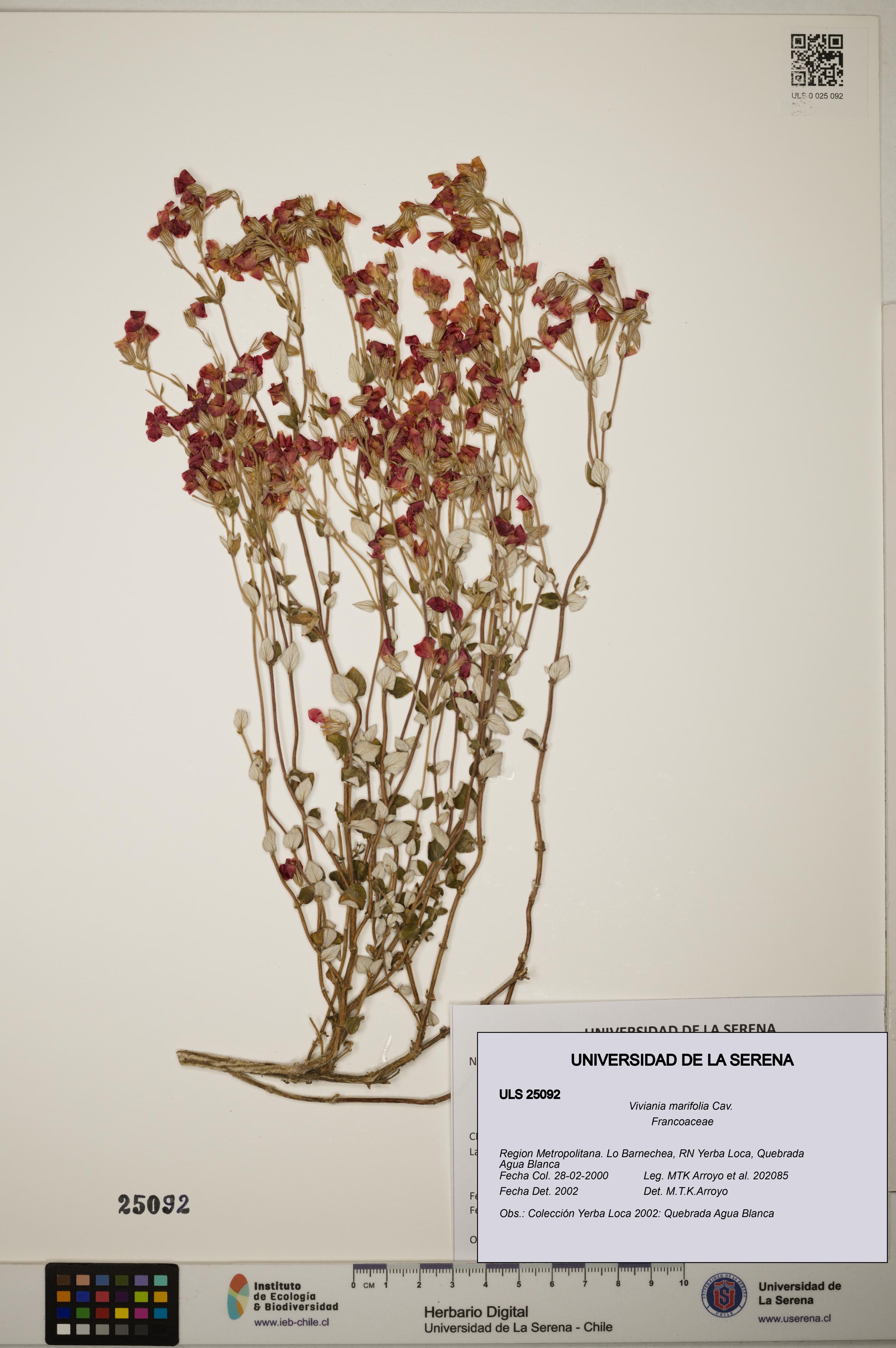 Viviania marifolia [Espécimen: ]
