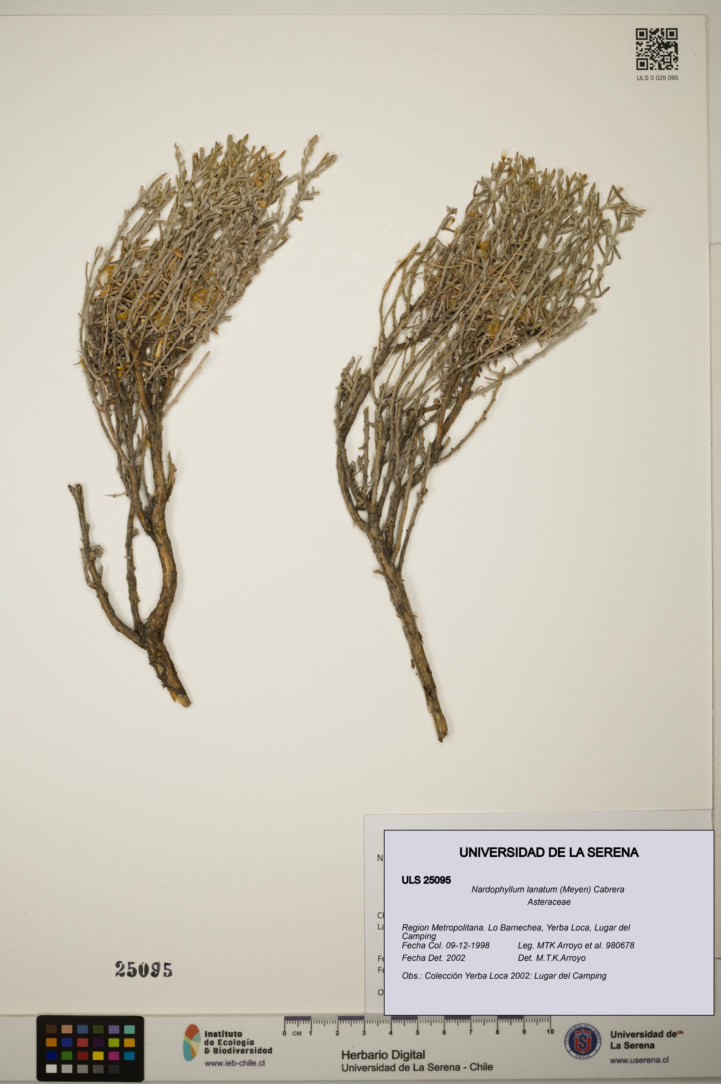 Nardophyllum lanatum [Espécimen: ]