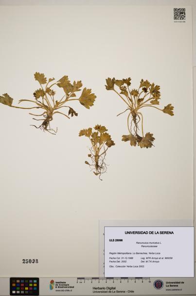 Ranunculus muricatus [Espécimen: ]