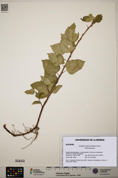 Aristotelia chilensis [Espécimen: ]