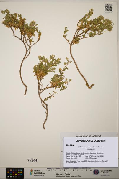 Balbisia gracilis [Espécimen: ]