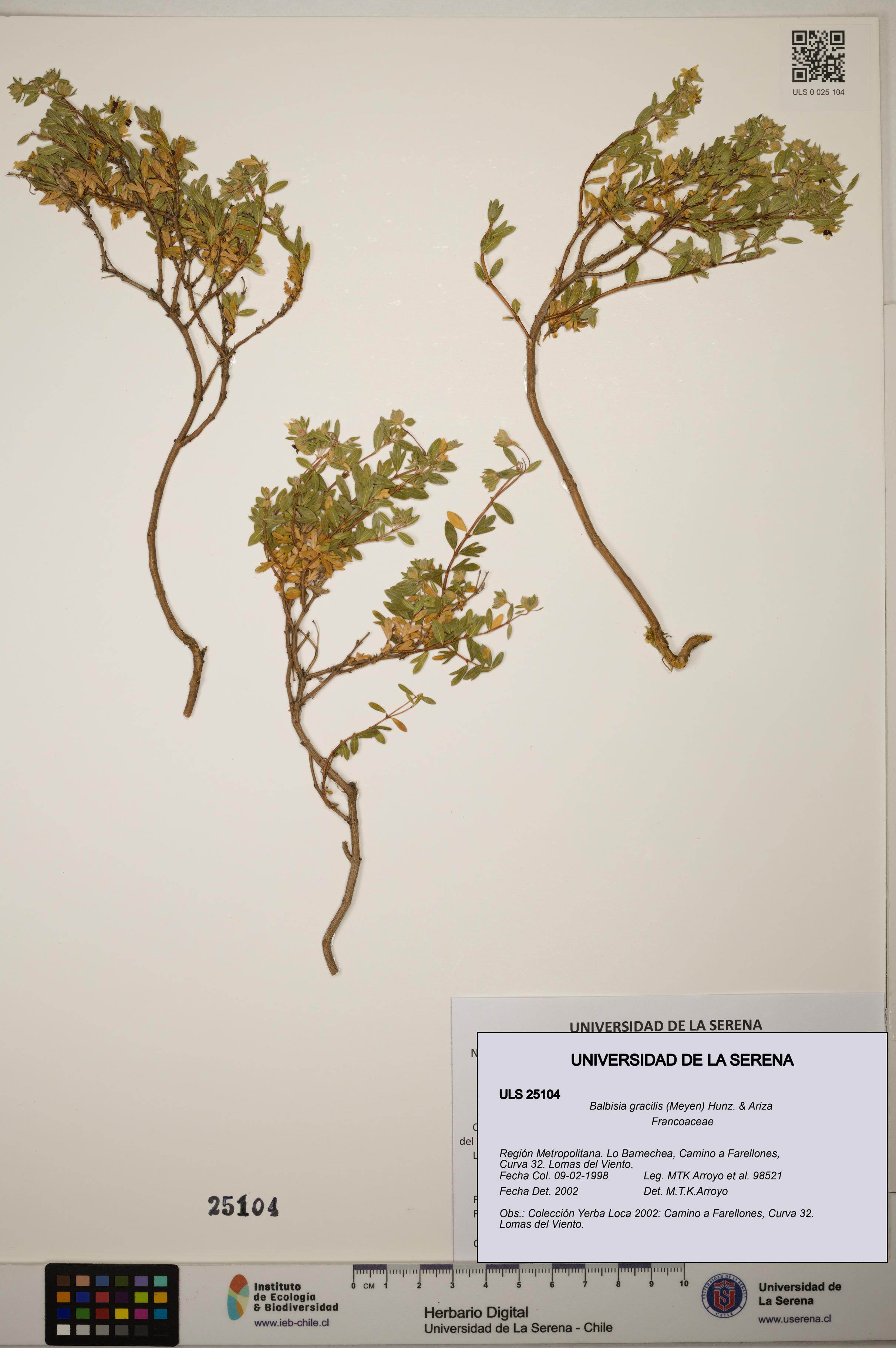 Balbisia gracilis [Espécimen: ]