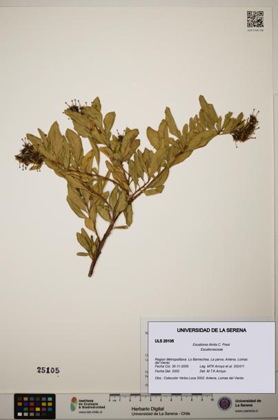 Escallonia illinita [Espécimen: ]