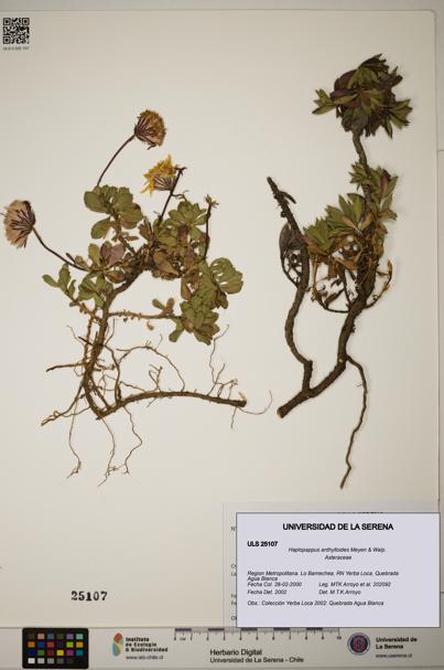 Haplopappus anthylloides [Espécimen: ]
