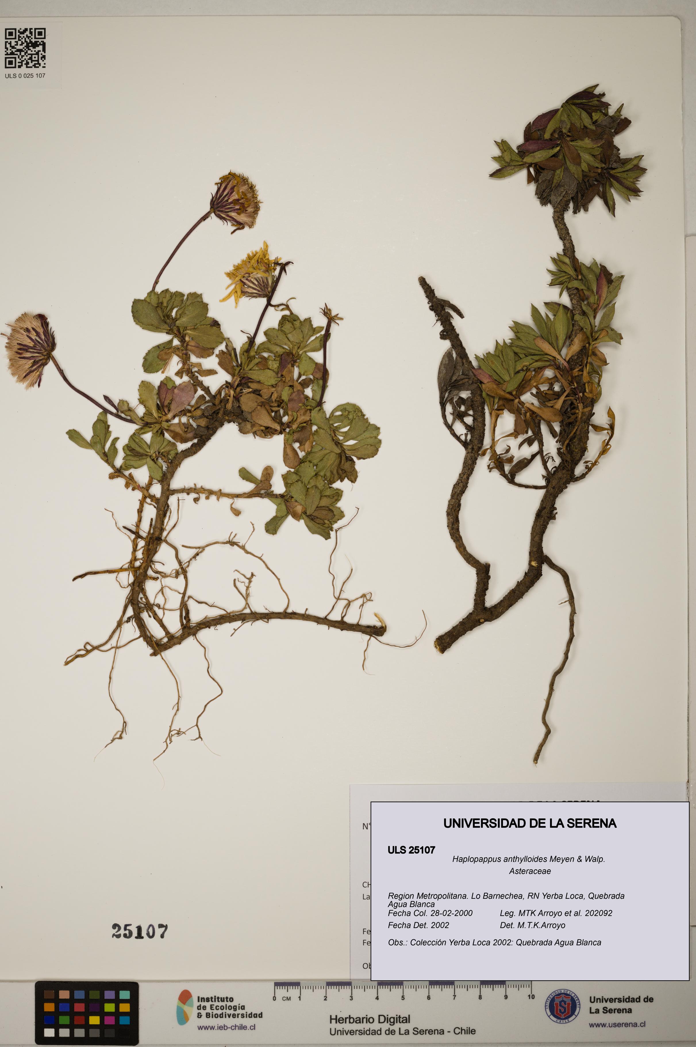 Haplopappus anthylloides [Espécimen: ]