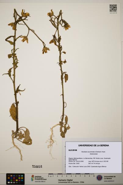 Nicotiana acuminata [Espécimen: ]