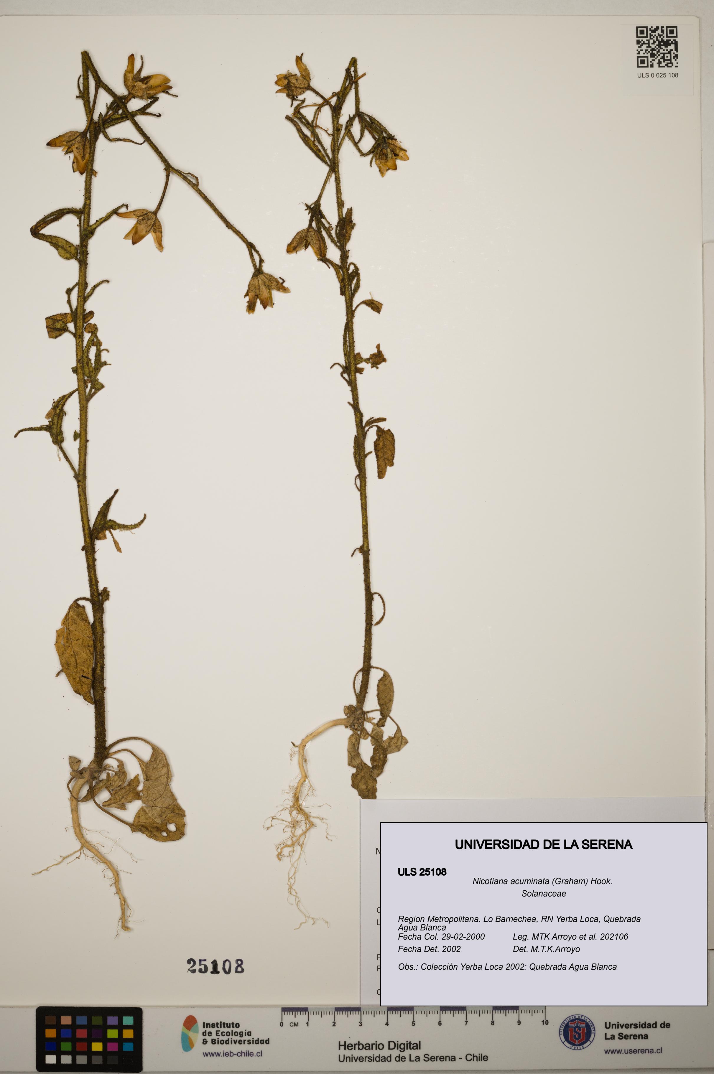 Nicotiana acuminata [Espécimen: ]