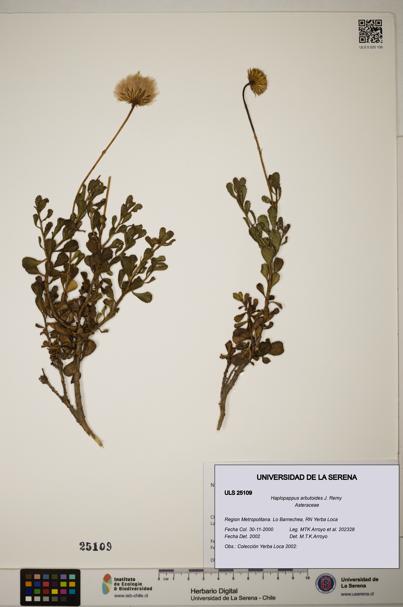 Haplopappus arbutoides [Espécimen: ]