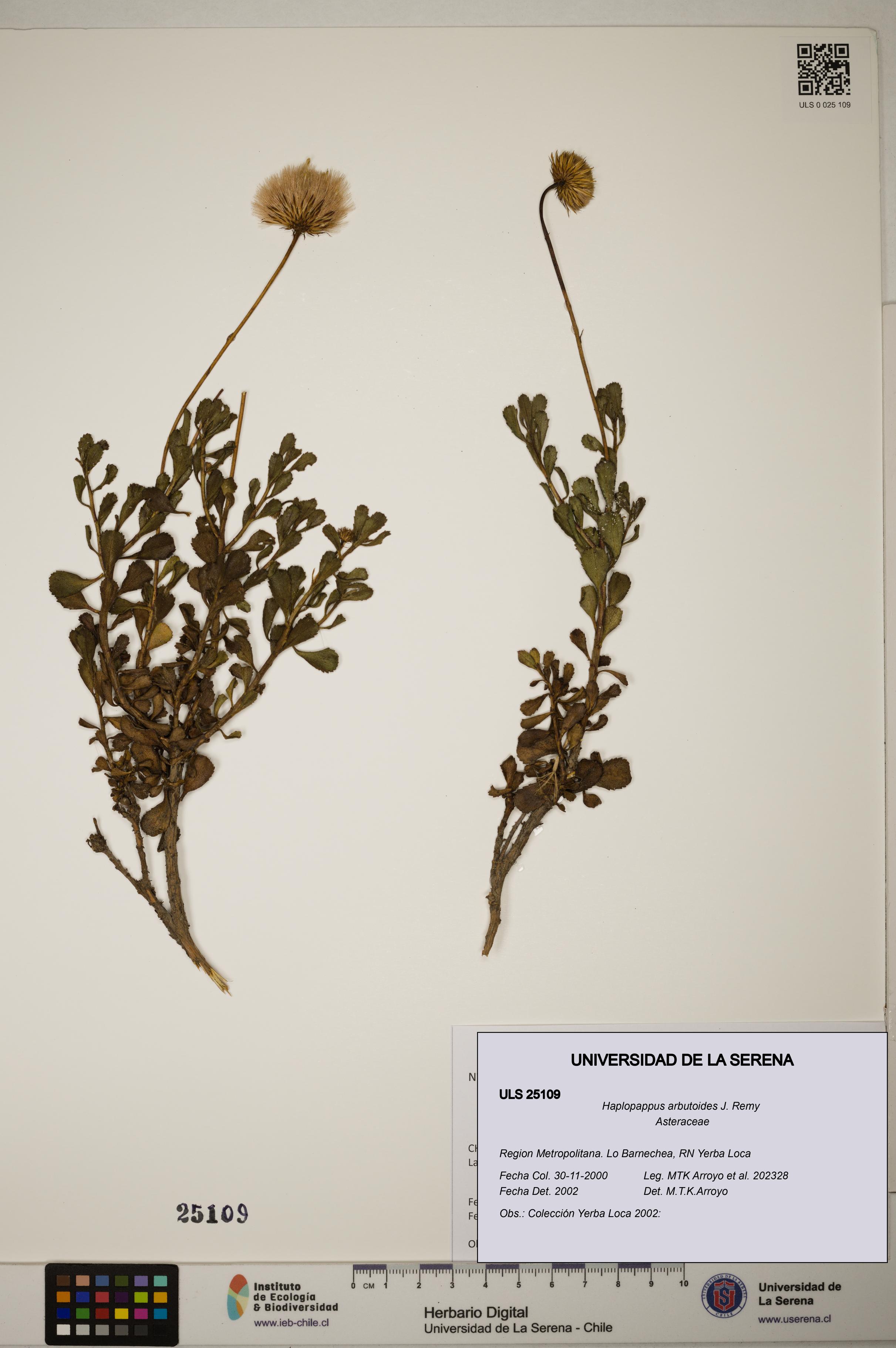 Haplopappus arbutoides [Espécimen: ]