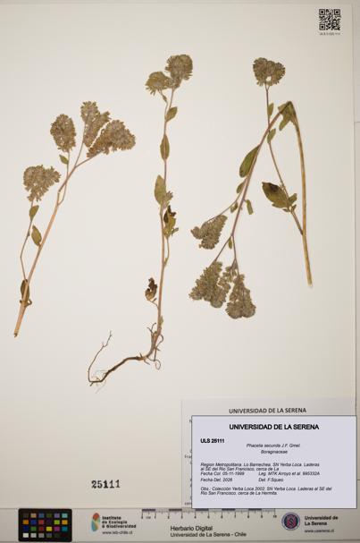 Phacelia secunda [Espécimen: ]