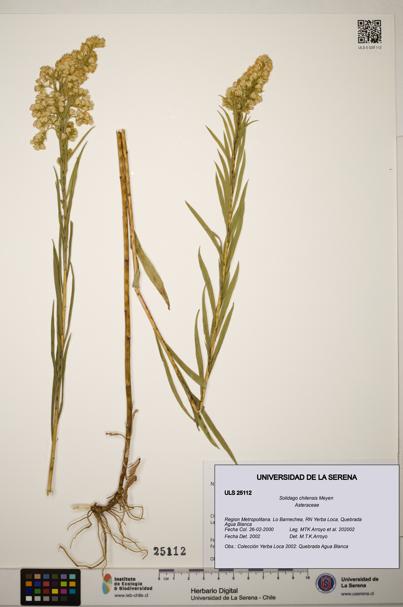 Solidago chilensis [Espécimen: ]