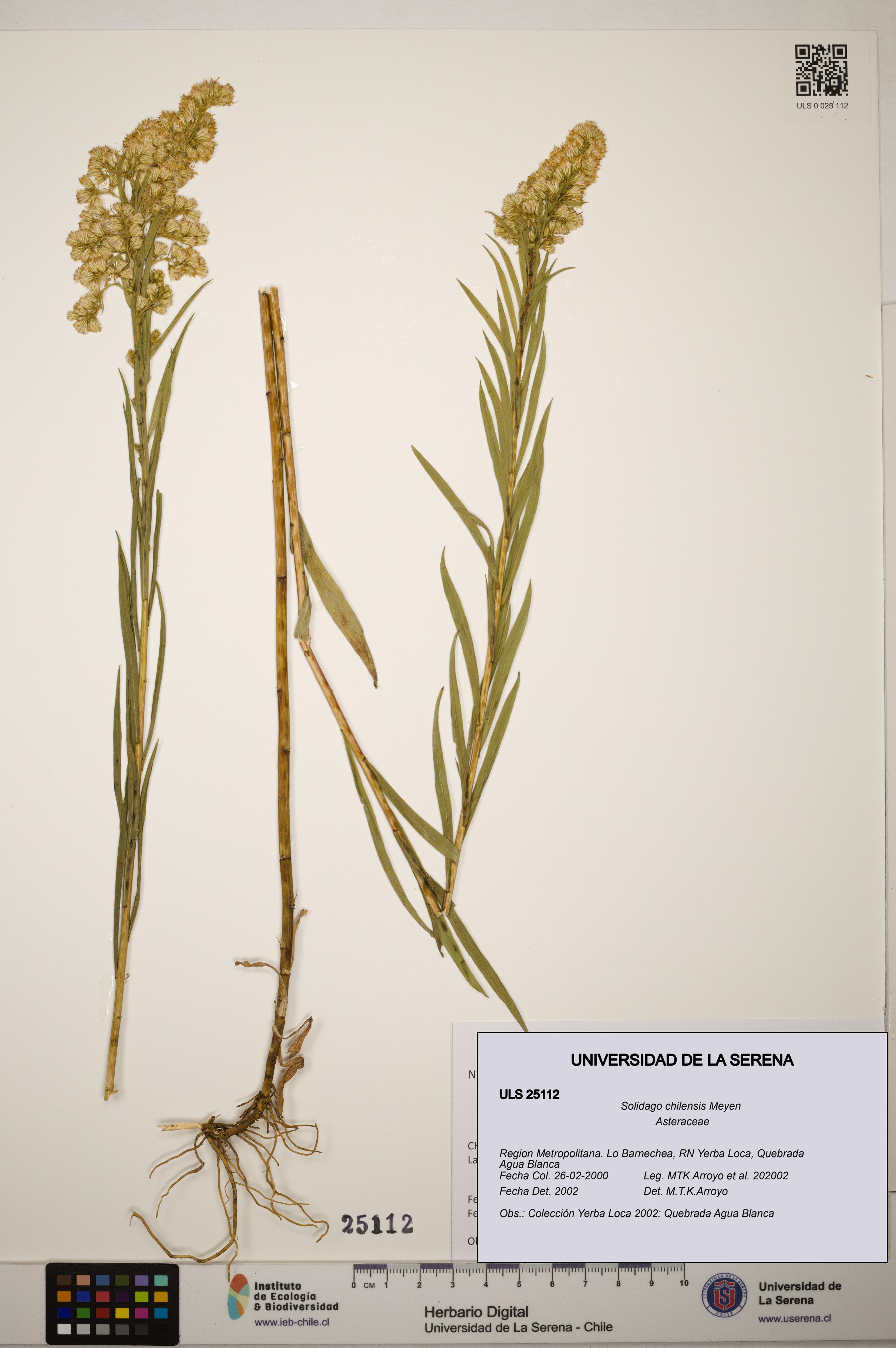 Solidago chilensis [Espécimen: ]