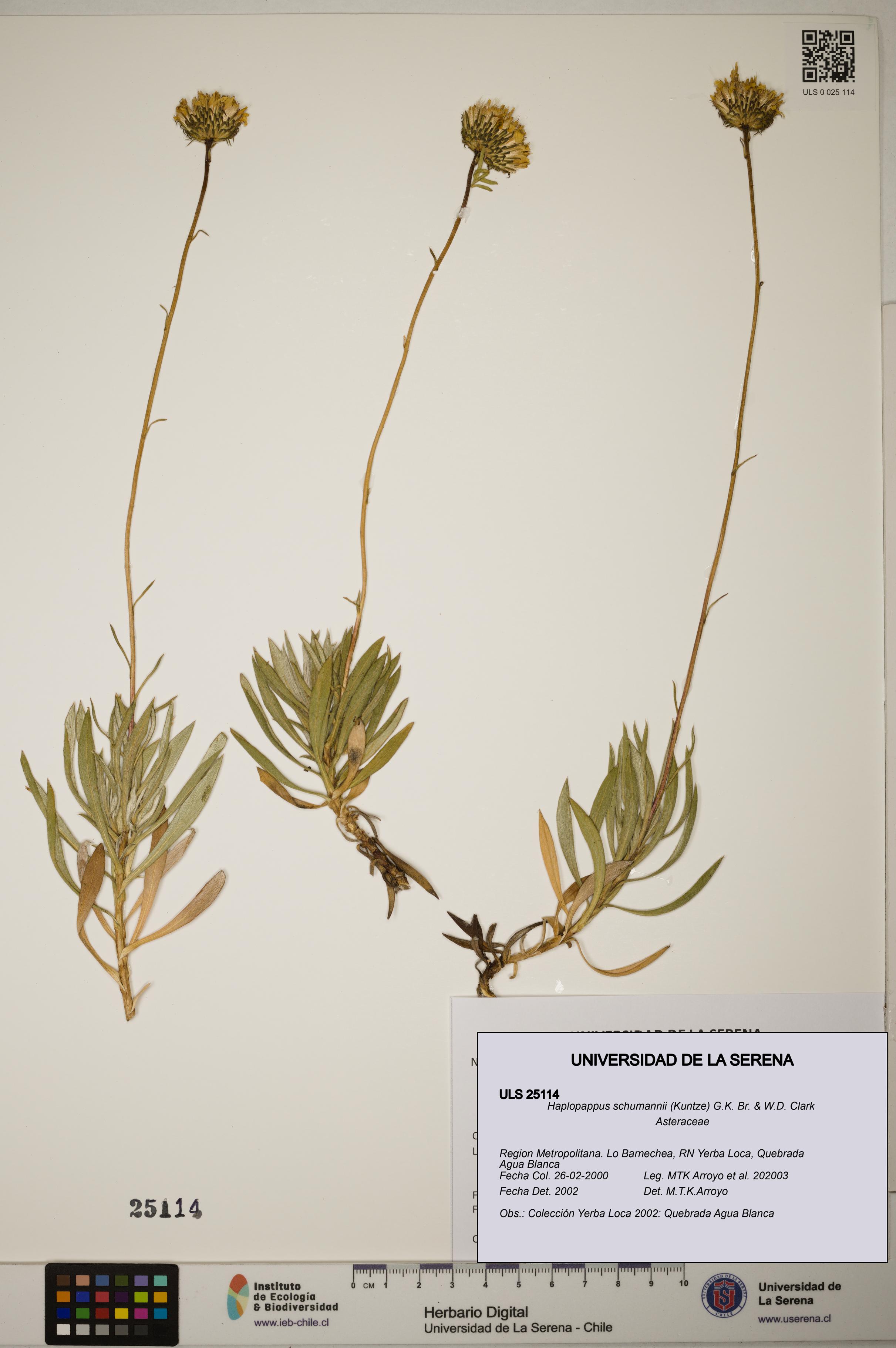 Haplopappus schumannii [Espécimen: ]