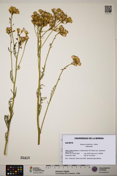 Senecio eruciformis [Espécimen: ]