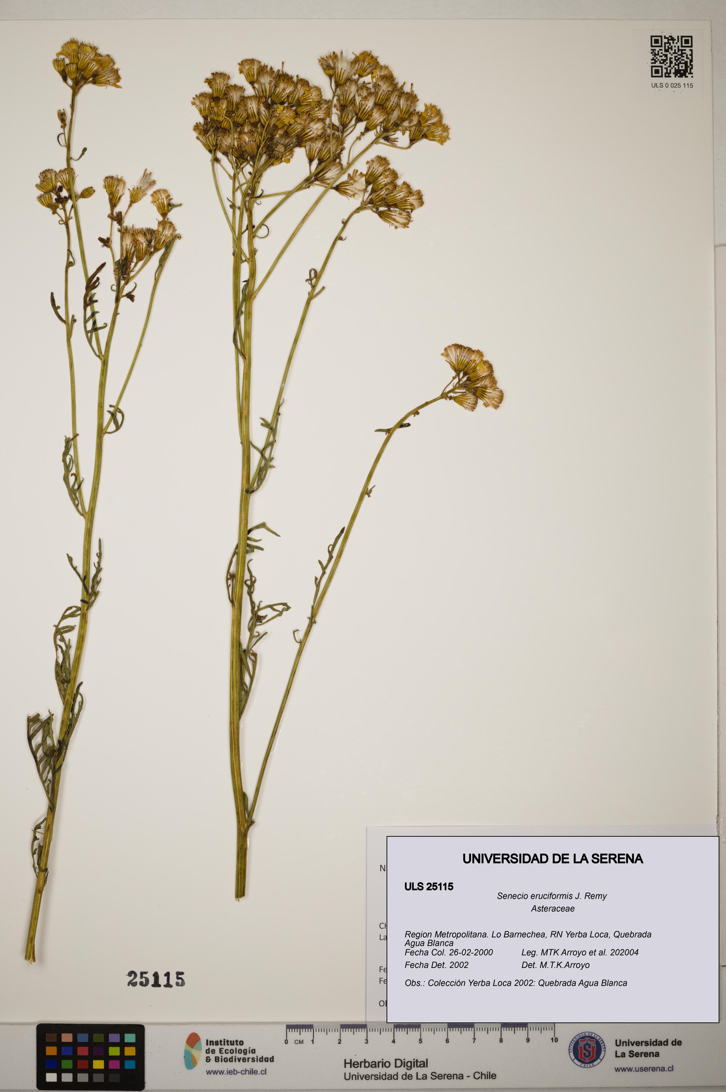 Senecio eruciformis [Espécimen: ]